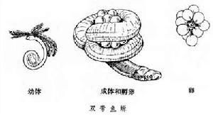 蚓螈形态