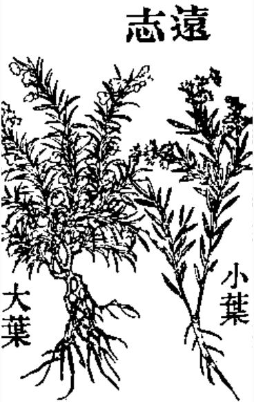 远志 