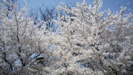 樱花大道
