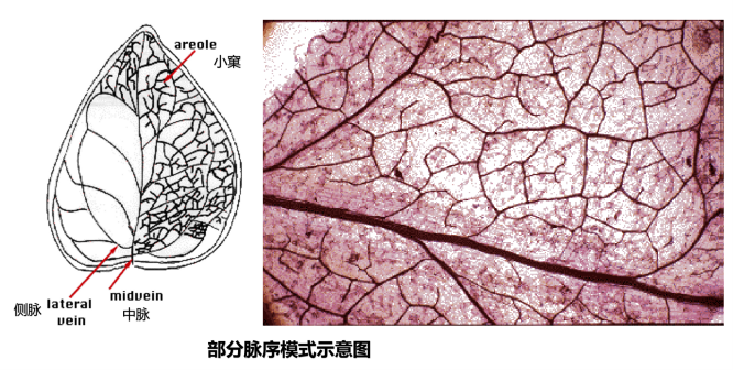 部分脉序模式示意图