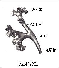 排泄系统