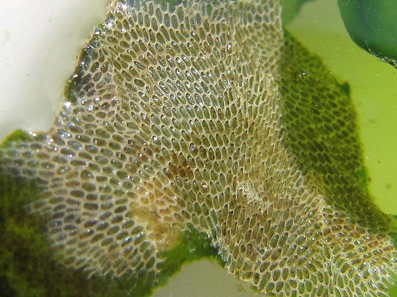 网苔虫的一种