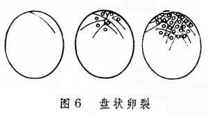 卵裂