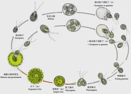 衣藻的有性生殖产生能够休眠的后壁孢子