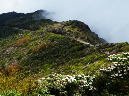 龙肘山