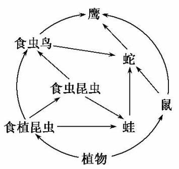 食物链