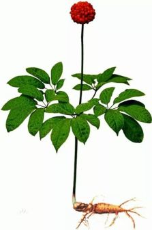 西洋参