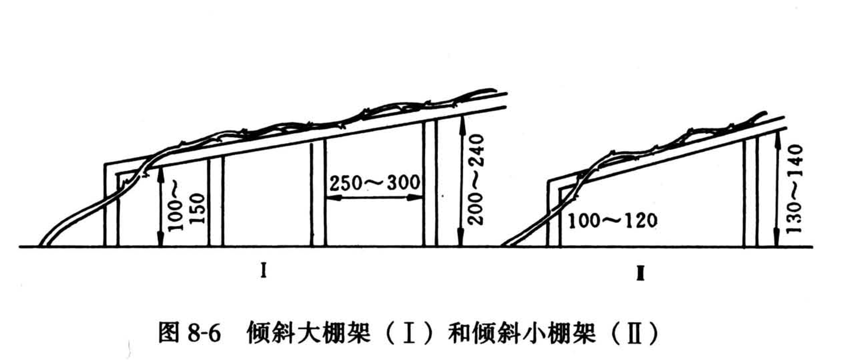 倾斜大棚架(Ⅰ)和倾斜小棚架(Ⅱ)