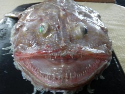 鮟鱇鱼