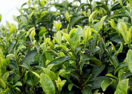 白毛茶