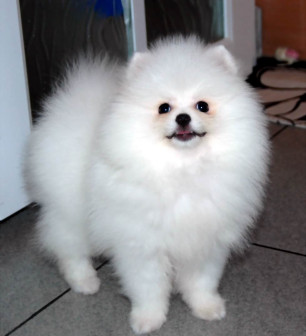 博美犬
