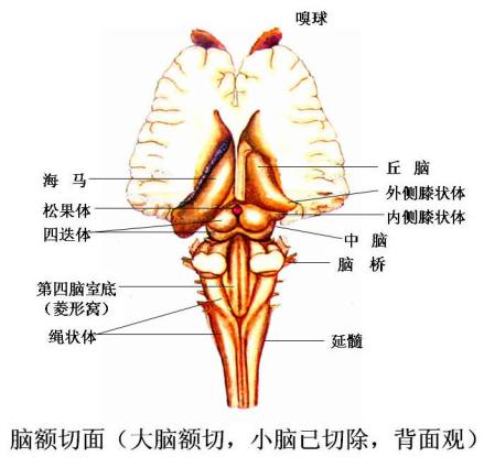 脑