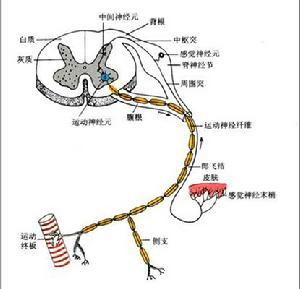 神经组织