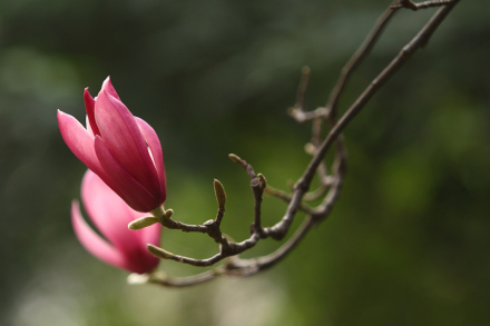 校花——玉兰