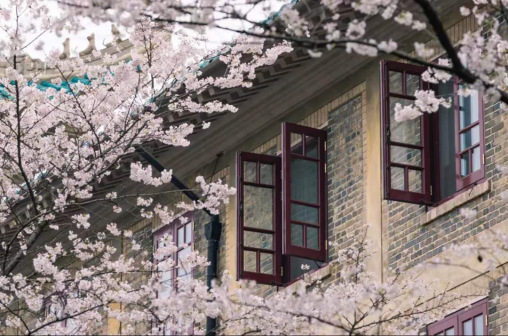 武汉大学樱花