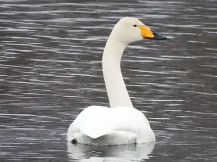大天鹅