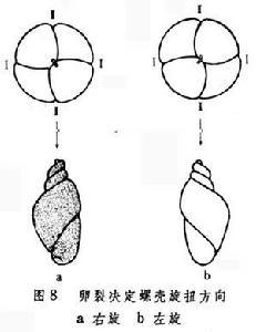 卵裂