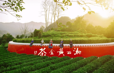 湘西黄金茶