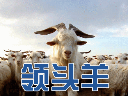 领头羊