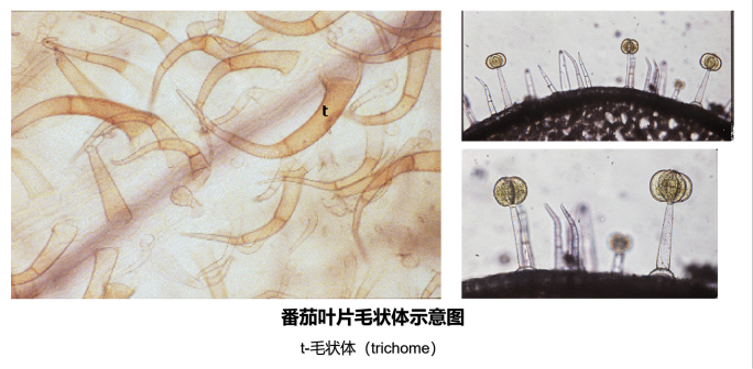 番茄叶片毛状体示意图