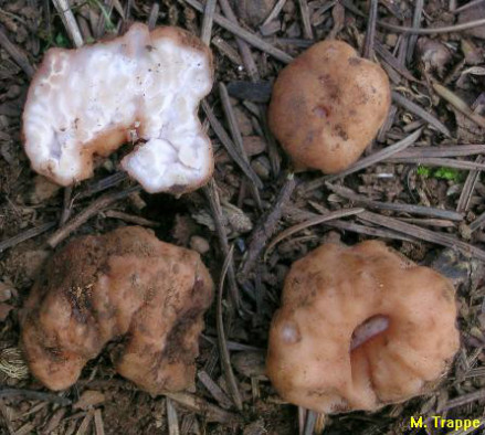 Tuber gibbosum