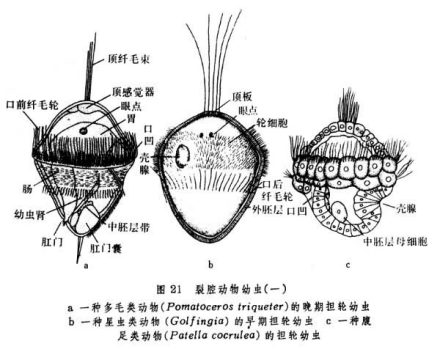 担轮幼虫示意图