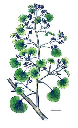 晚古时代植物