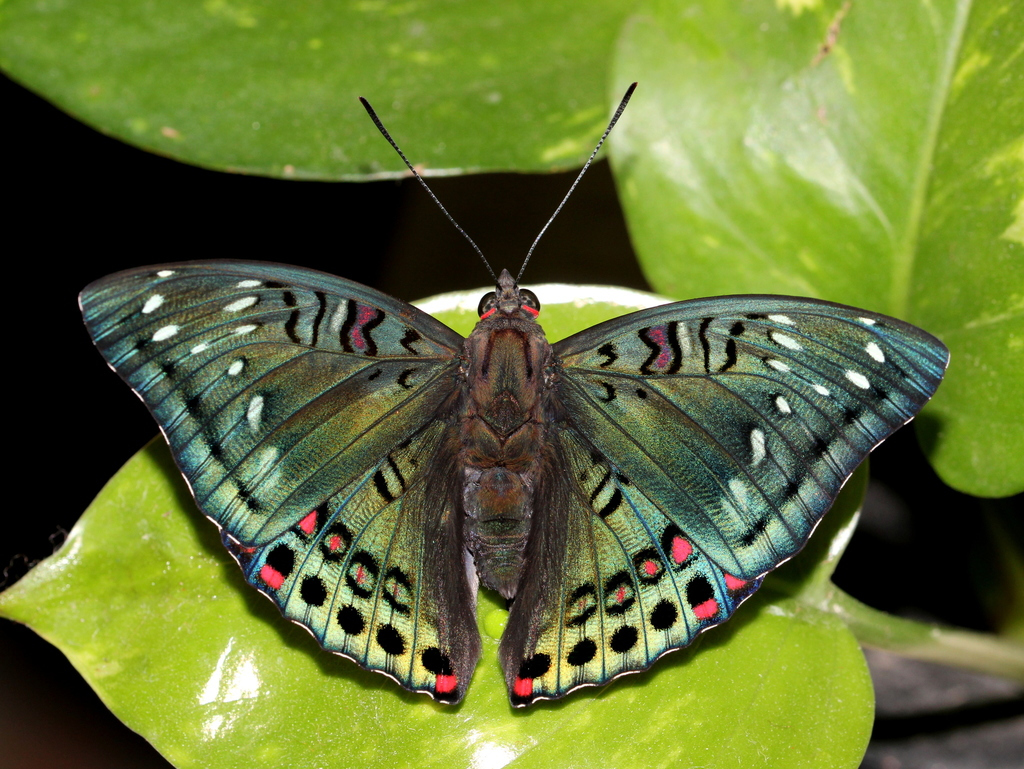 （图：红斑翠蛱蝶 Euthalia lubentina ）
