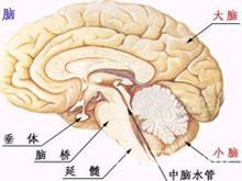 大脑神经部位