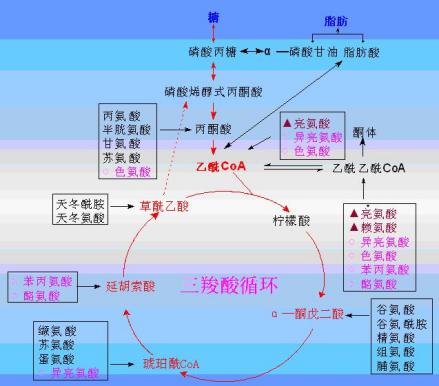 图1 氨基酸进入三羧酸循环的方式