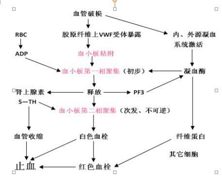 血小板的生理作用 
