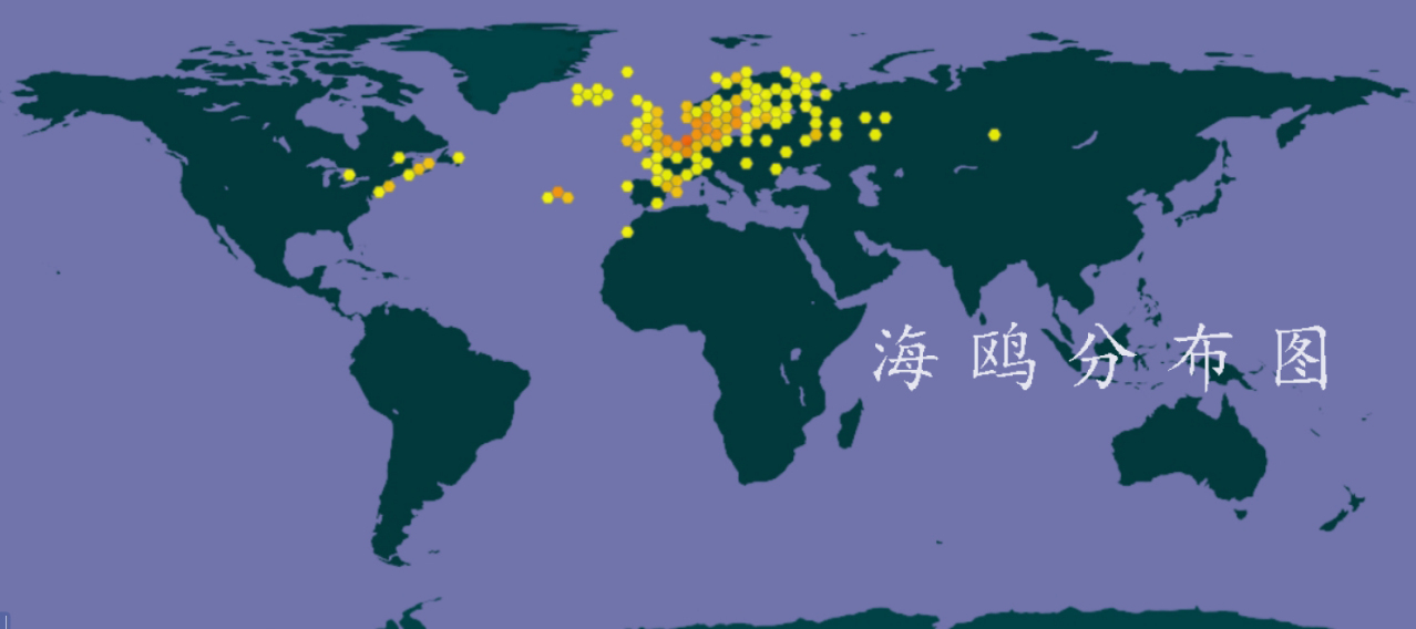 海鸥分布图 