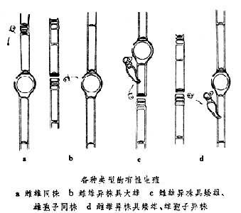 有性生殖