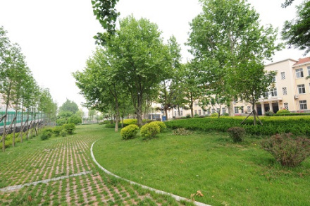 学校绿化 