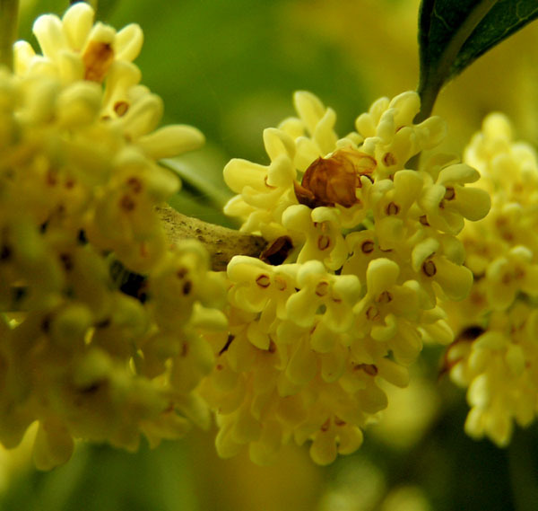 衢州市市花—桂花