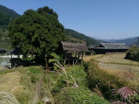 大寨村内