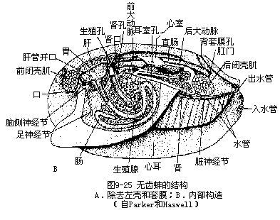 后鳃类