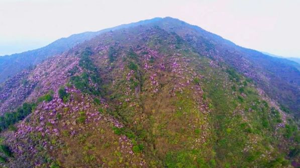 金紫山林场漫山遍野的杜鹃花