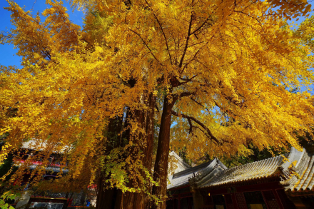 潭柘寺“帝王树”（银杏）