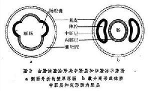 体腔动物