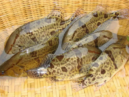 鄂城鳜鱼