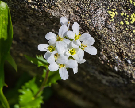 拟南芥