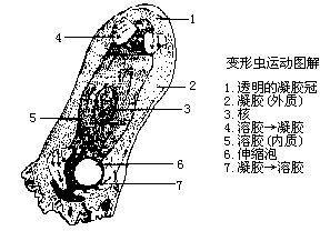 变形虫运动图解