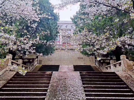 武汉大学樱花