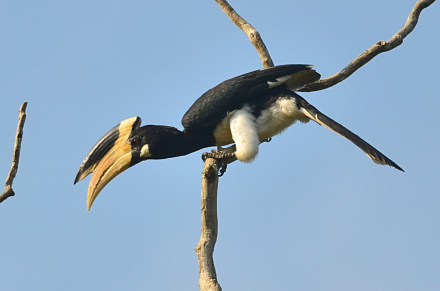 冠犀鸟