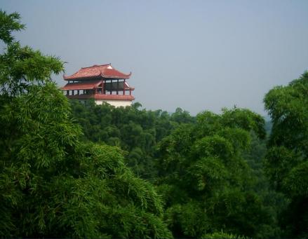 桃江县竹林