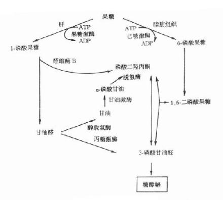 代谢