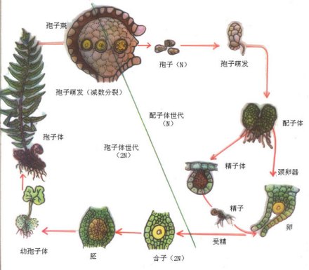 蕨类植物