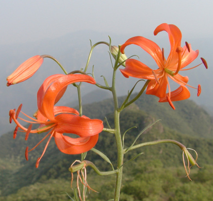 山丹百合