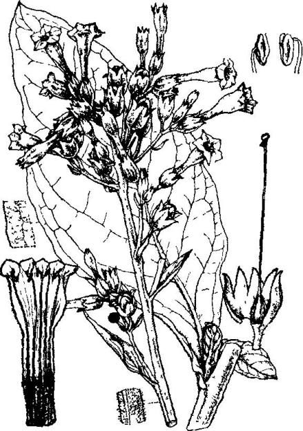 烟草